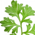 Abrótano