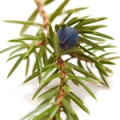 Aceite de cade