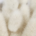 Almizcle blanco