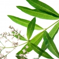 Cedrón (hierba luisa, verbena de olor)