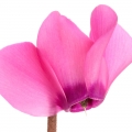 Ciclamen (violeta persa)