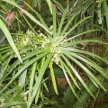 Cipriol (nagarmota)