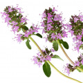 Esclarea
