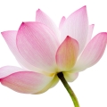 Flor de loto