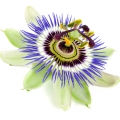 Flor de pasionaria