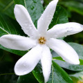 Flor de tiaré