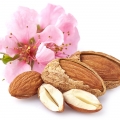 Flor del almendro
