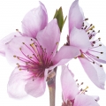 Flor del duraznero