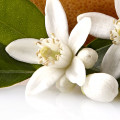 Flor del pomelo
