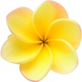 Frangipani (plumeria, plumaria, atapaima)
