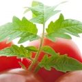 Hojas de tomatera
