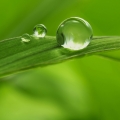 Hojas verdes