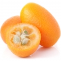 Kumquat (naranja enana)