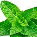 Menta piperita