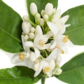 Neroli de Túnez