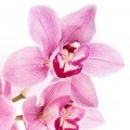 Orquídea negra