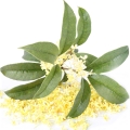 Osmanto (olivo oloroso)