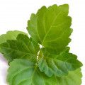 Pachulí verde