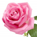 Pétalos de rosa