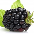 Zarzamora (frambuesa negra)